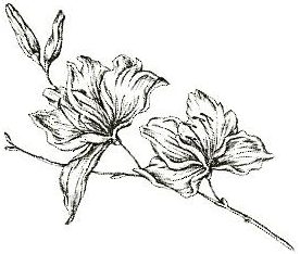 Fischer Naturkosmetik Logo